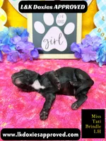 Miss Tati, a female Miniature Dachshund for sale in Arapahoe, CO – Photo 5 of 10