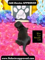 Miss Tati, a female Miniature Dachshund for sale in Arapahoe, CO – Photo 4 of 10