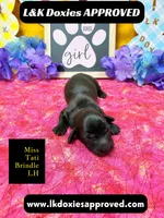 Miss Tati, a female Miniature Dachshund for sale in Arapahoe, CO – Photo 7 of 10