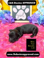 Miss Tati, a female Miniature Dachshund for sale in Arapahoe, CO – Photo 9 of 10