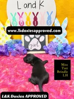 Miss Tati, a female Miniature Dachshund for sale in Arapahoe, CO – Photo 10 of 10