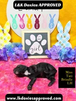 Miss Tati, a female Miniature Dachshund for sale in Arapahoe, CO – Photo 8 of 10