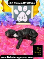 Miss Tati, a female Miniature Dachshund for sale in Arapahoe, CO – Photo 2 of 10