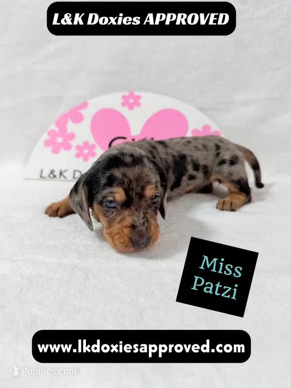Miss Patzi DAPPLE text 785-821-1920 – Miniature Dachshund puppy for sale in Arapahoe, CO