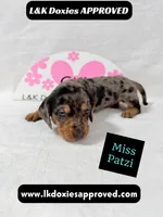 Miss Patzi DAPPLE text 785-821-1920, a female Miniature Dachshund for sale in Arapahoe, CO – 1 of 9