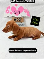 Miss Jaffa , a female Miniature Dachshund for sale in Arapahoe, CO – 5 of 10