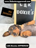 Mr Jenson 💙, a male Miniature Dachshund for sale in Arapahoe, CO – 4 of 10