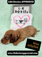 Miss Jellyfish 785-821-1920, a female Miniature Dachshund for sale in Arapahoe, CO – 4 of 9