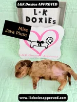 Miss Java Plum 785-821-1920, a female Miniature Dachshund for sale in Arapahoe, CO – 10 of 10