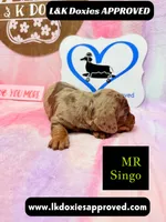 Mr Singo , a female Miniature Dachshund for sale in Arapahoe, CO – 2 of 10