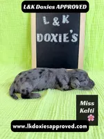 Miss Kelti 🩷785-821-1920, a female Miniature Dachshund for sale in Arapahoe, CO – 2 of 10