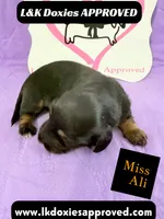 Miss Ali 785-821-1920, a female Miniature Dachshund for sale in Arapahoe, CO – 6 of 10