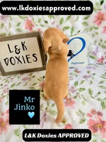 Mr Jinko SH , a male Miniature Dachshund for sale in Arapahoe, CO – 5 of 10