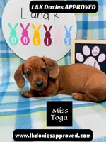 Miss Toga , a female Miniature Dachshund for sale in Arapahoe, CO – 9 of 10