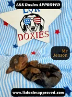 Mr Jenson, a male Miniature Dachshund for sale in Arapahoe, CO – 7 of 10