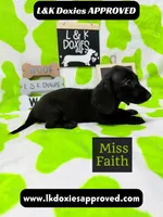Miss Faith  785-821-1920, a female Miniature Dachshund for sale in Arapahoe, CO – 5 of 10