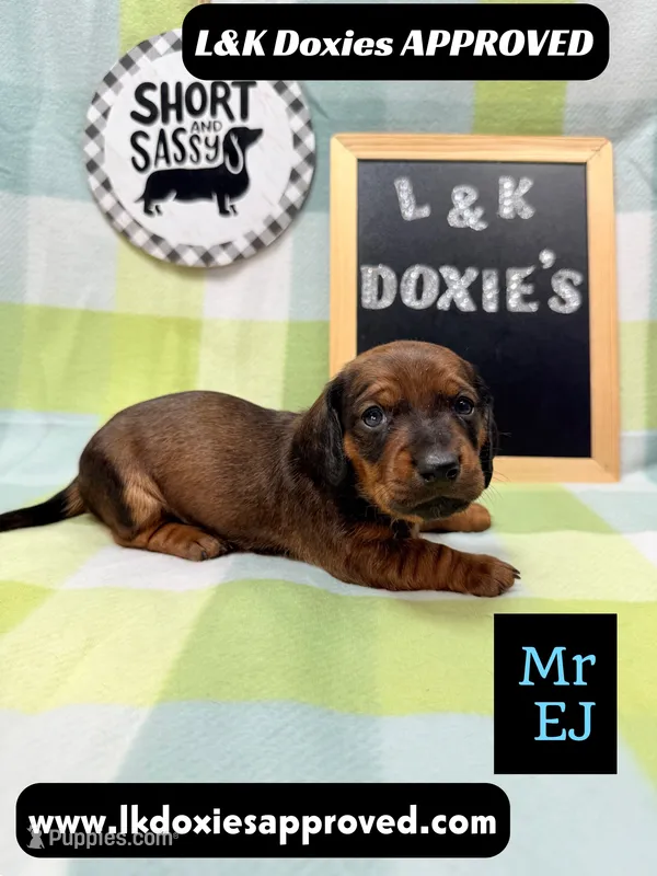 Mr Ej NO MEREL GENE SH – Miniature Dachshund puppy for sale in Arapahoe, CO
