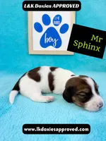Mr Sphynx 795-821-1920 LH, a male Miniature Dachshund for sale in Arapahoe, CO – 10 of 10