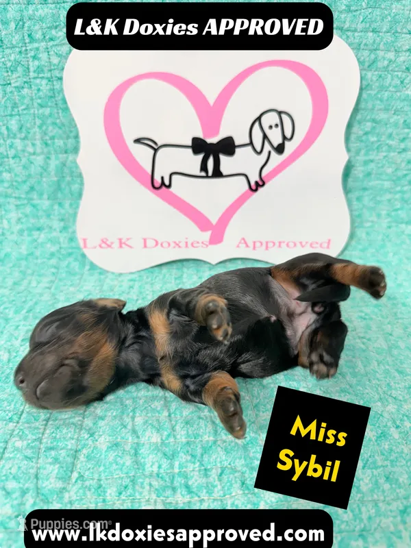 Miss Sybil 785-821-1920 – Miniature Dachshund puppy for sale in Arapahoe, CO
