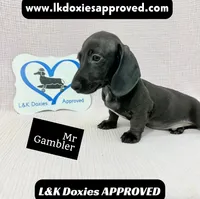 Mr Gambler SH ❤️, a male Miniature Dachshund for sale in Arapahoe, CO – 7 of 10