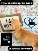 Mr Jinko SH , a male Miniature Dachshund for sale in Arapahoe, CO – 6 of 10