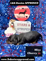 Miss Cherry 785-821-1920, a female Miniature Dachshund for sale in Arapahoe, CO – 4 of 10