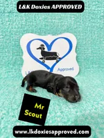 Mr Scout 785-821-1920, a male Miniature Dachshund for sale in Arapahoe, CO – 3 of 10