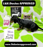 Miss Song 🎶785-821-1920, a female Miniature Dachshund for sale in Arapahoe, CO – 9 of 10