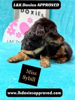 Miss Sybil 785-821-1920, a female Miniature Dachshund for sale in Arapahoe, CO – 7 of 10