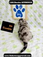 Mr Crumble 785-821-1920 LH , a male Miniature Dachshund for sale in Arapahoe, CO – 8 of 10