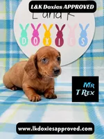 Mr T Rex, a male Miniature Dachshund for sale in Arapahoe, CO – 7 of 10