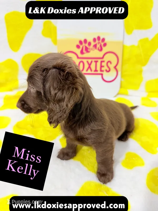 Miss Kelly 785-821-1920 LH – Miniature Dachshund puppy for sale in Arapahoe, CO