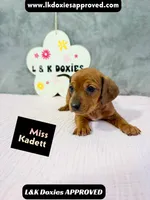 Miss Kadett 785-821-1920, a female Miniature Dachshund for sale in Arapahoe, CO – 5 of 10