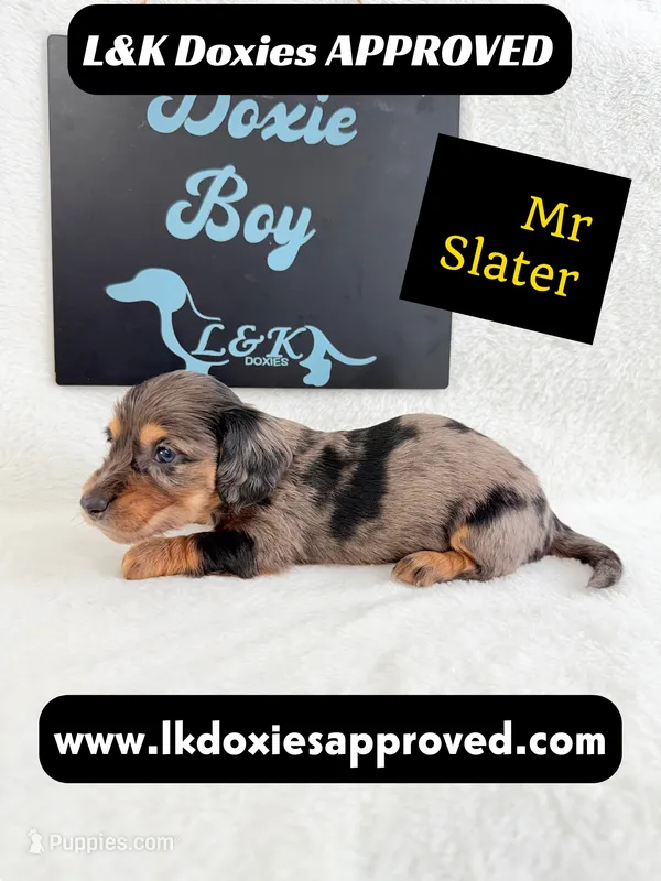 Mr Slater 785-821-1920 – Miniature Dachshund puppy for sale in Arapahoe, CO