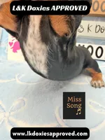 Miss Song 785-821-1920, a female Miniature Dachshund for sale in Arapahoe, CO – 8 of 10