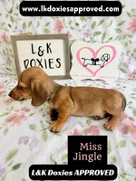 Miss Jiggle SH , a female Miniature Dachshund for sale in Arapahoe, CO – 5 of 10
