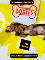 Mr Kona LH  785-821-1920, a female Miniature Dachshund for sale in Arapahoe, CO – 5 of 10