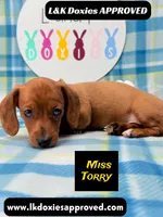 Miss Torry, a female Miniature Dachshund for sale in Arapahoe, CO – 7 of 10