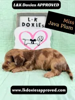 Miss Java Plum 785-821-1920, a female Miniature Dachshund for sale in Arapahoe, CO – 4 of 10