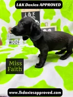 Miss Faith  785-821-1920, a female Miniature Dachshund for sale in Arapahoe, CO – 7 of 10