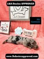 Mr Samson, a male Miniature Dachshund for sale in Arapahoe, CO – 6 of 10