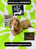 Mr Fidget, a male Miniature Dachshund for sale in Arapahoe, CO – 8 of 10