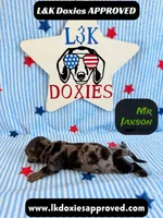 Mr Jaxson, a male Miniature Dachshund for sale in Arapahoe, CO – 6 of 10