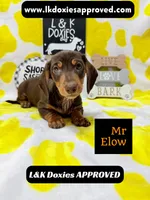 Mr Elow No Merle Genes SH, a male Miniature Dachshund for sale in Arapahoe, CO – 2 of 10