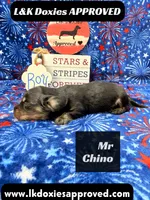 Mr Chino, a male Miniature Dachshund for sale in Arapahoe, CO – 3 of 8