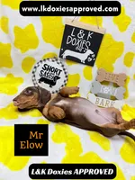 Mr Elow No Merle Genes SH, a male Miniature Dachshund for sale in Arapahoe, CO – 6 of 10