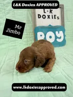 Mr Jimbo 785-821-1920 LH , a male Miniature Dachshund for sale in Arapahoe, CO – 8 of 10