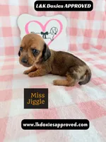 Miss Jiggle, a female Miniature Dachshund for sale in Arapahoe, CO – 8 of 9