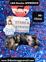 Mr Chino, a male Miniature Dachshund for sale in Arapahoe, CO – 8 of 8
