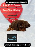 Mr Soomer LH 785-821-1920, a male Miniature Dachshund for sale in Arapahoe, CO – 9 of 10